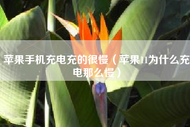 苹果手机充电充的很慢（苹果11为什么充电那么慢）